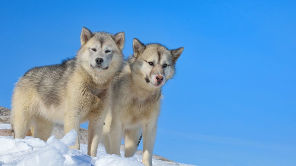 Greenland Dog