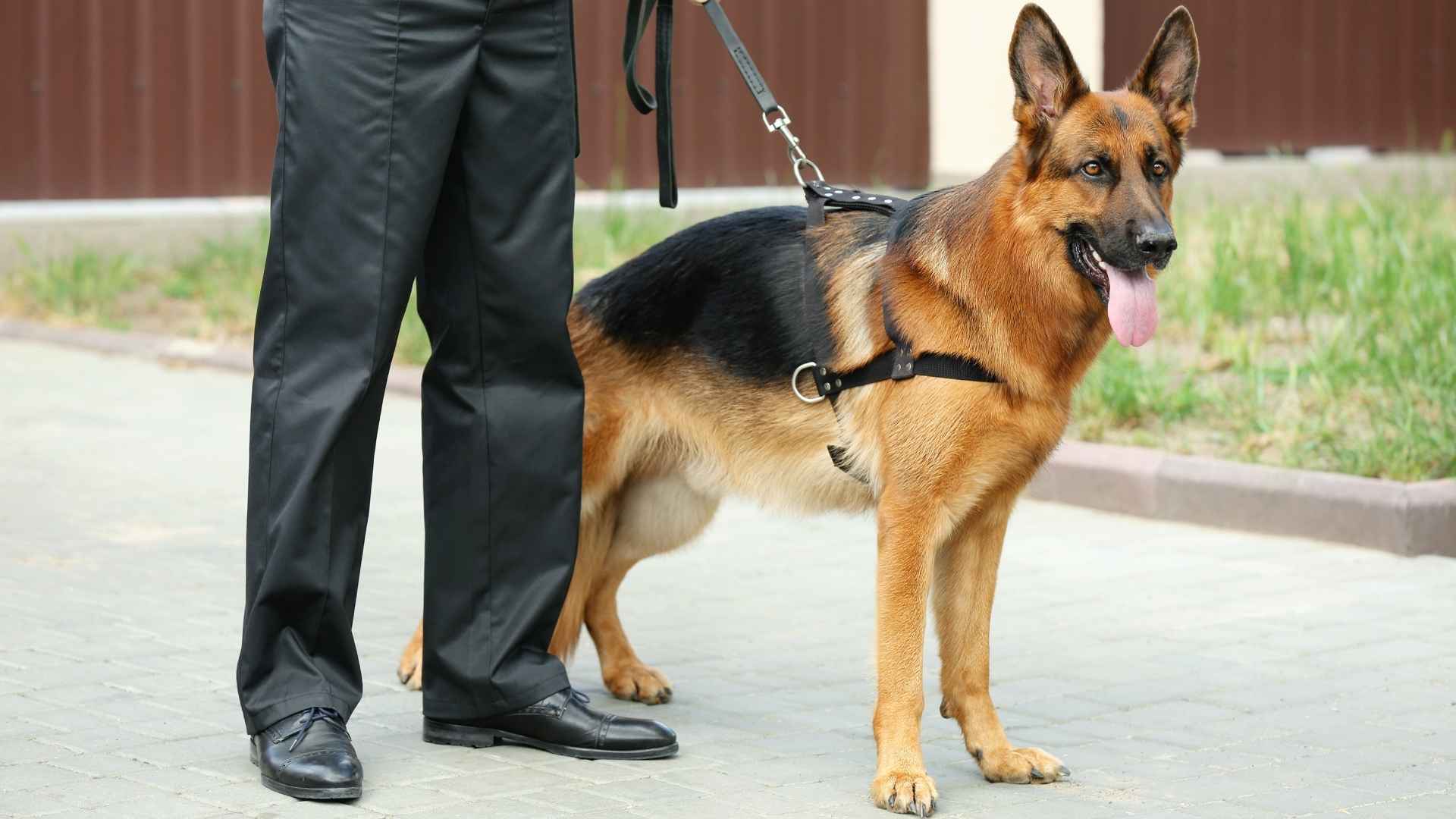 Guard Dog Breeds for Apprehension Work with Strength Skill Strategy