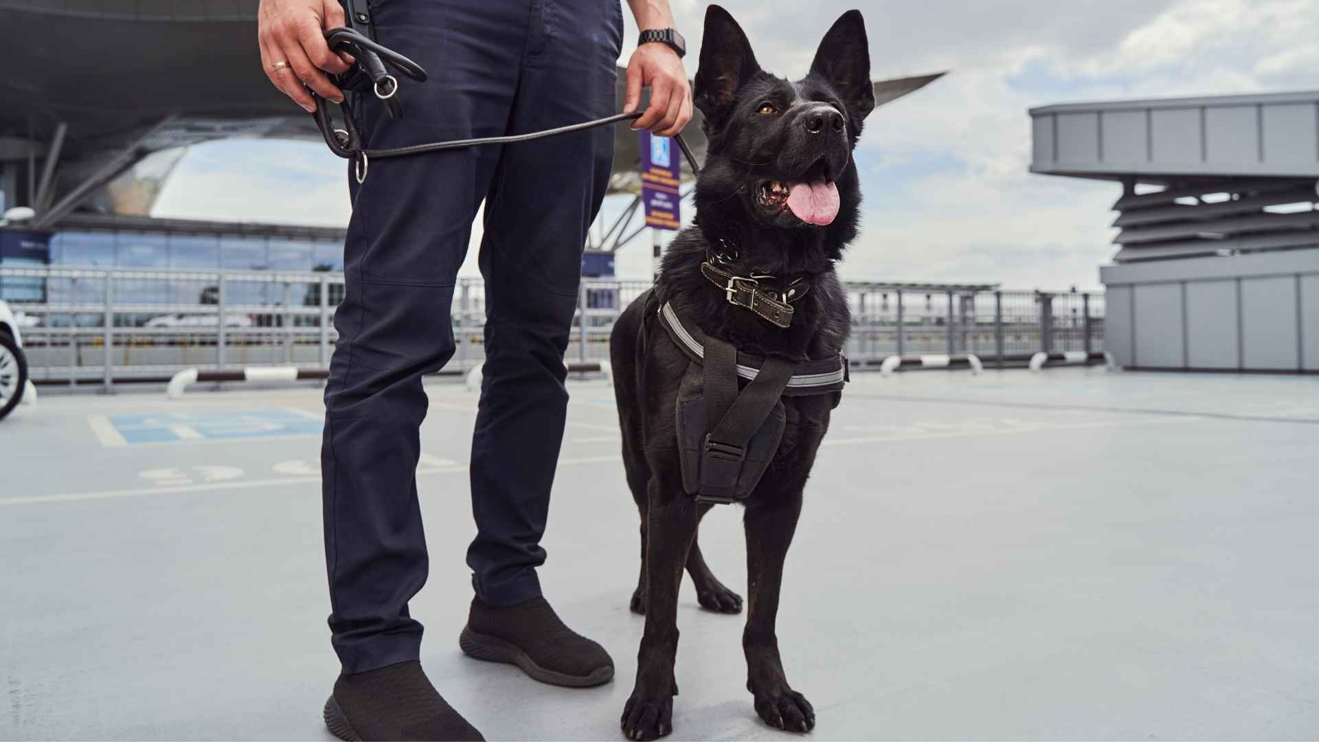 Guard Dog Breeds for Crowd Control or Public Protection