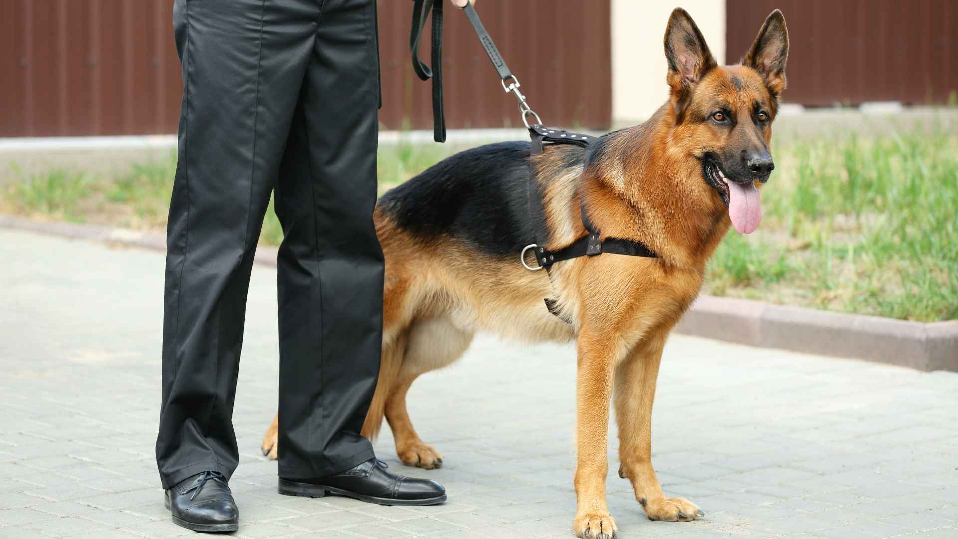 Guard Dog Breeds for Security and Family Protection