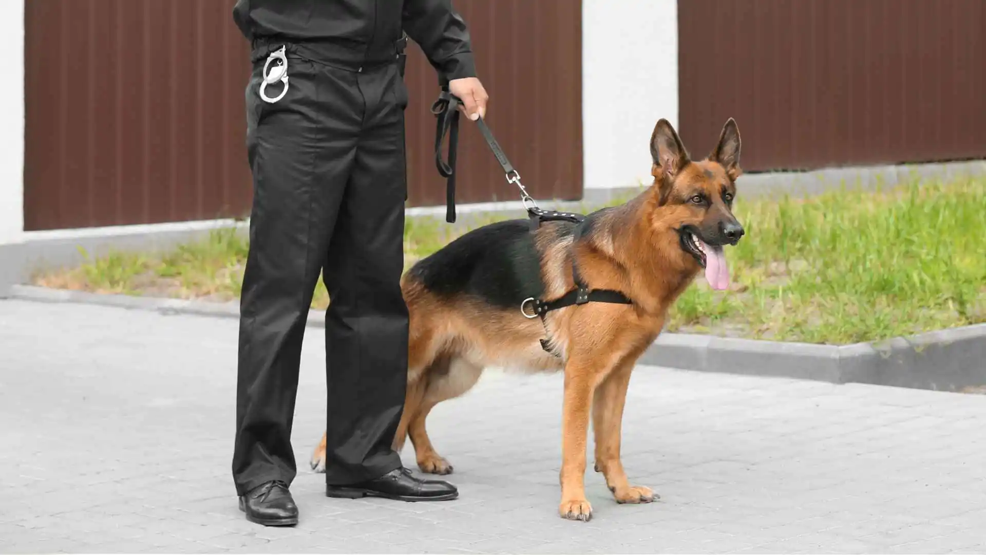 Guard Dog Breeds for Ultimate Protection and Loyalty