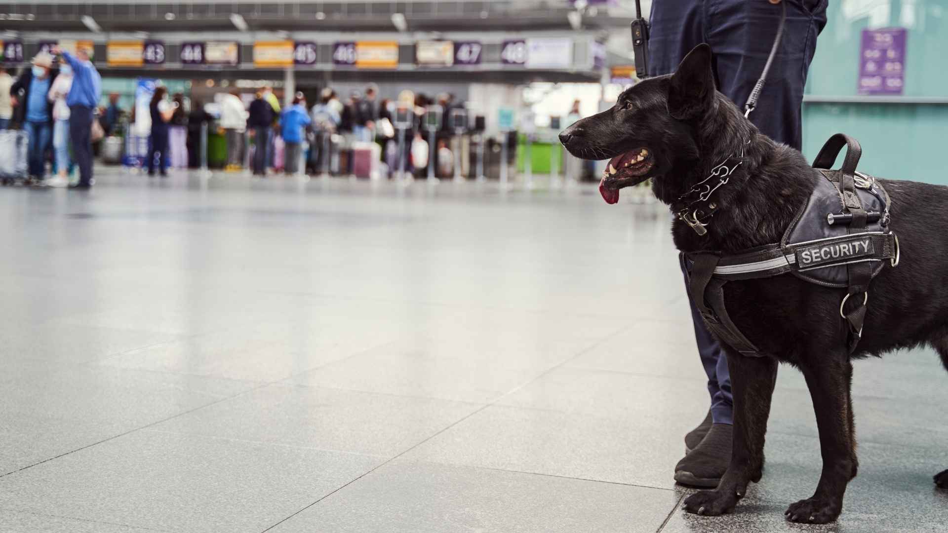 Guard Dogs for Handling Large Crowds