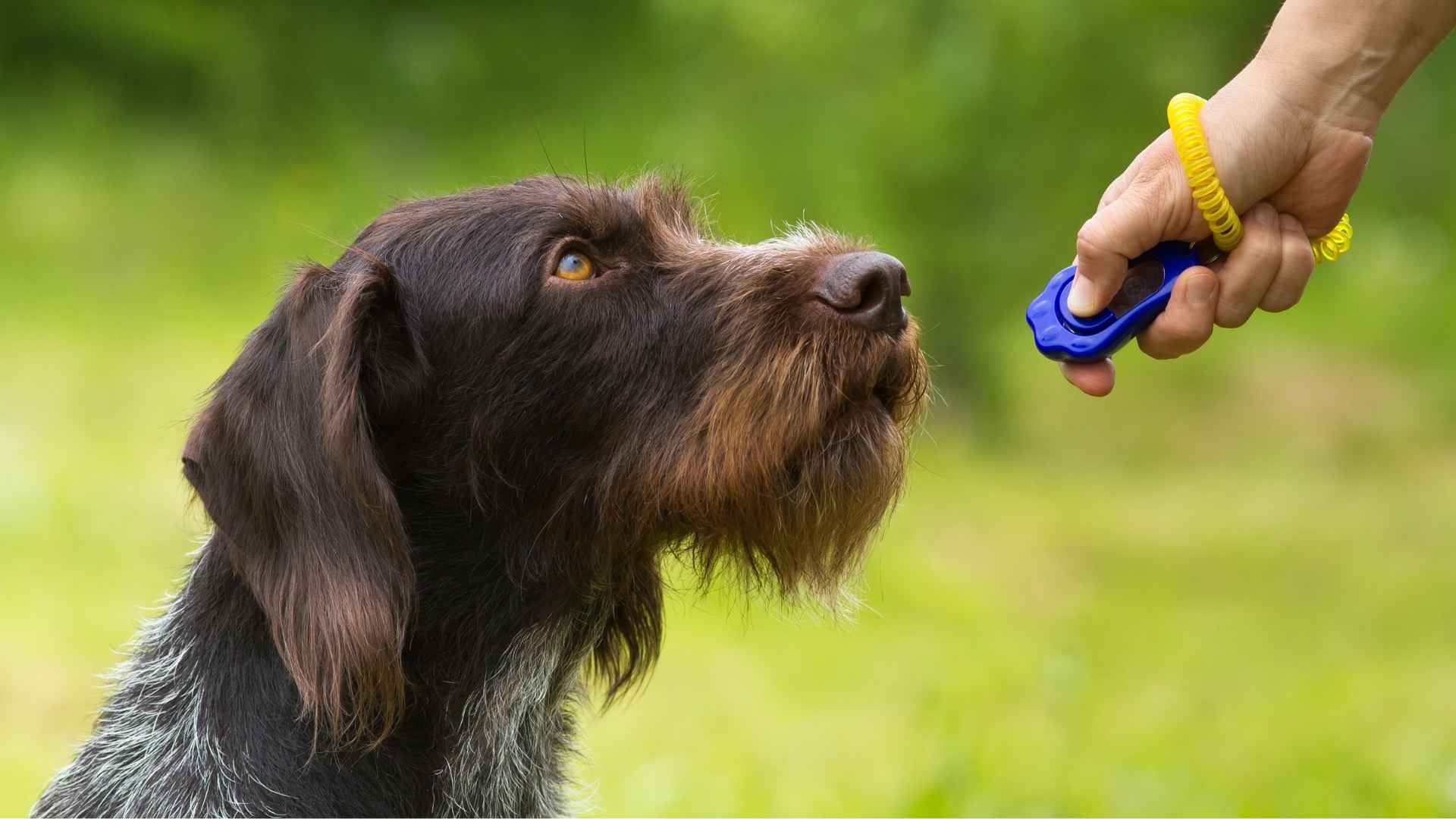 Hard to Train Giant Dog Breeds