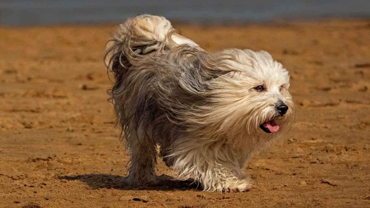 Havanese