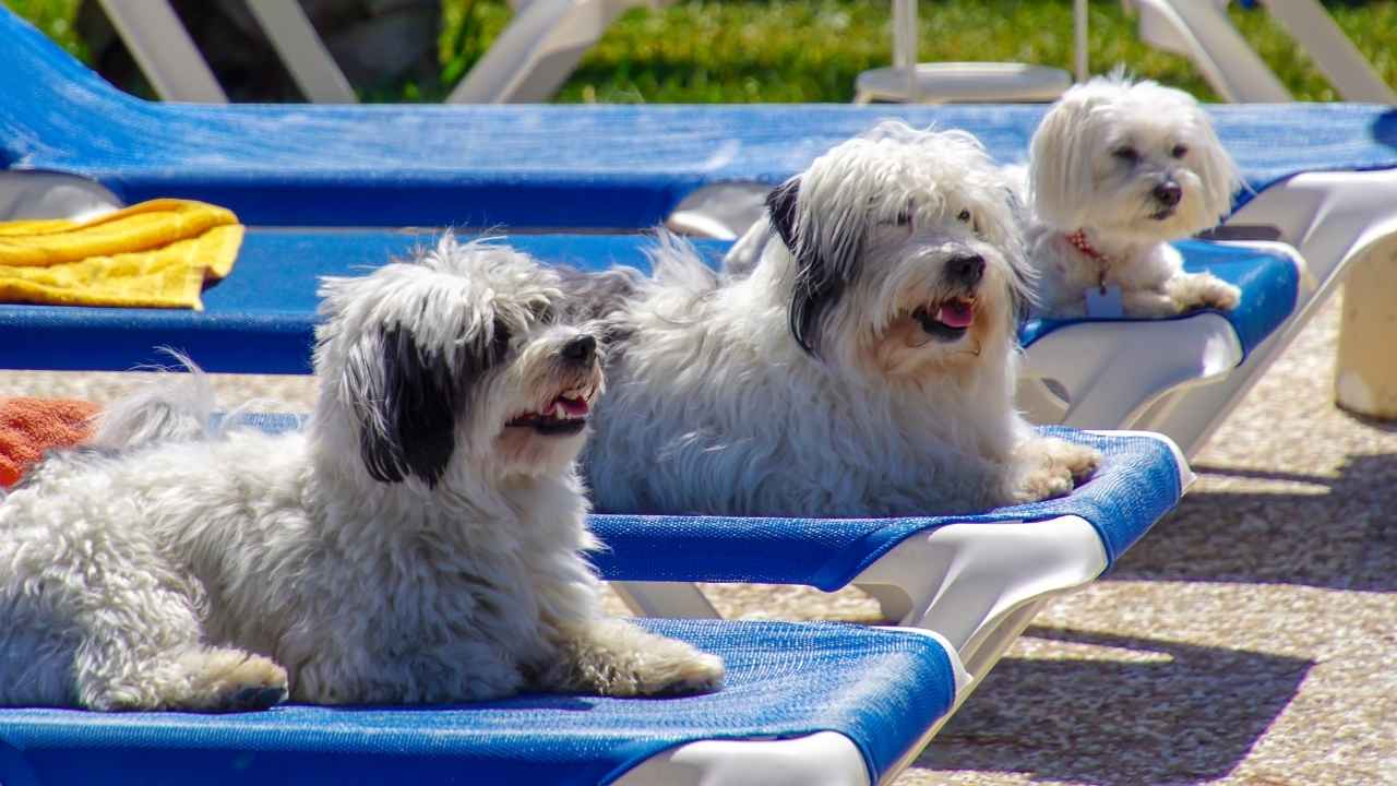 Havanese