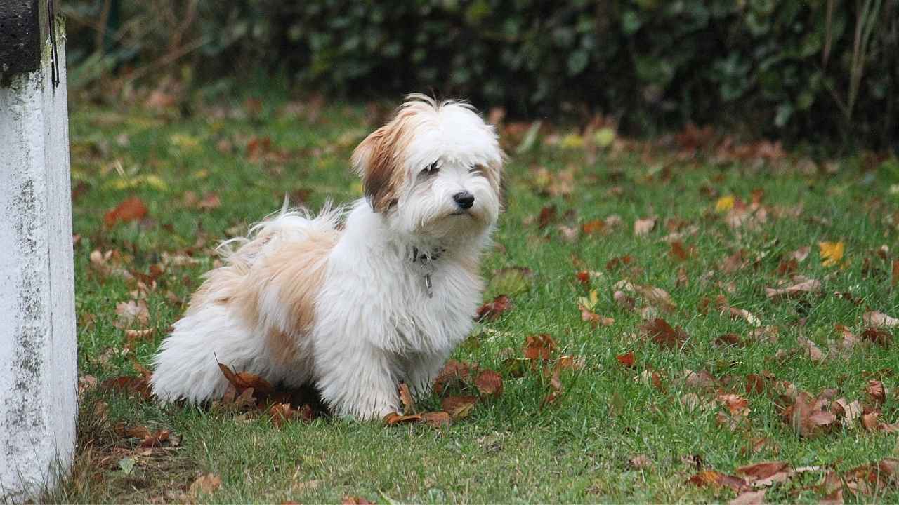 Havanese