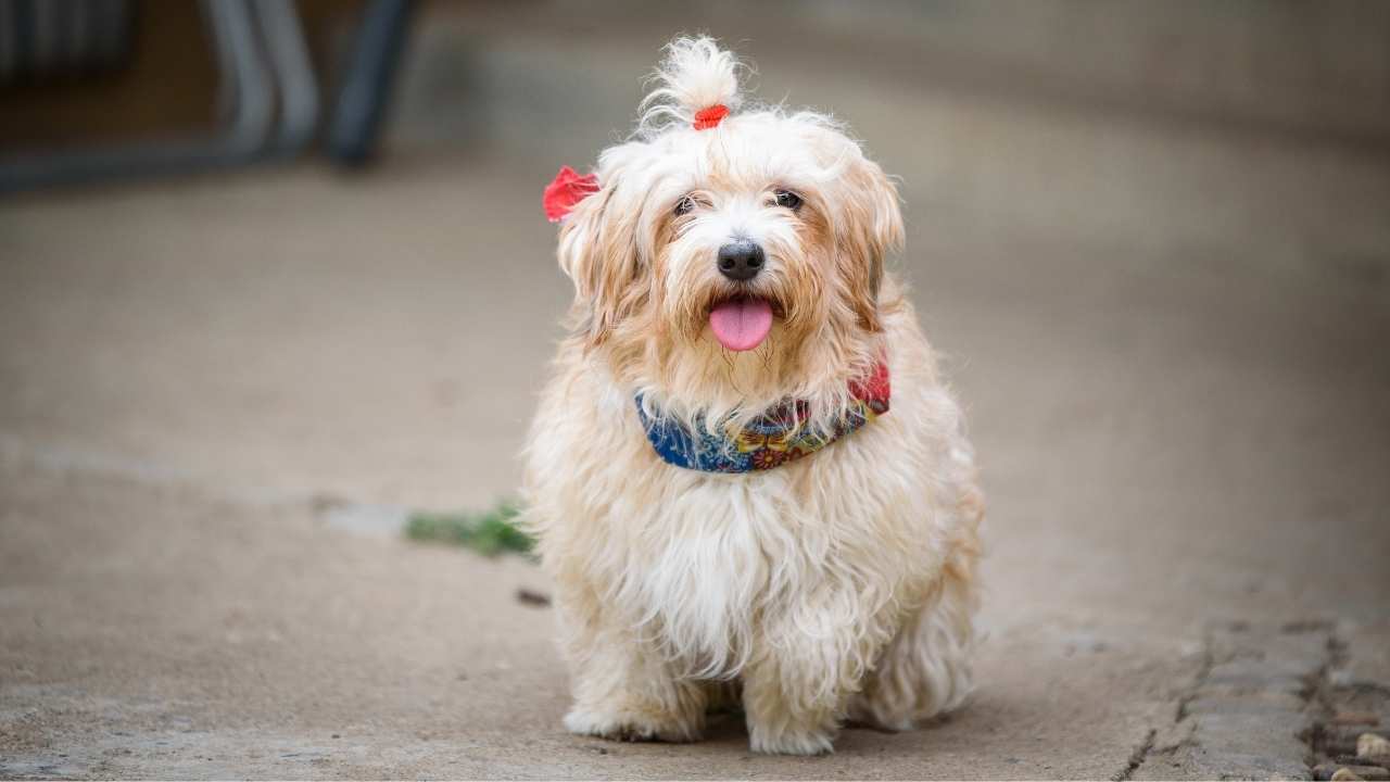 Havanese