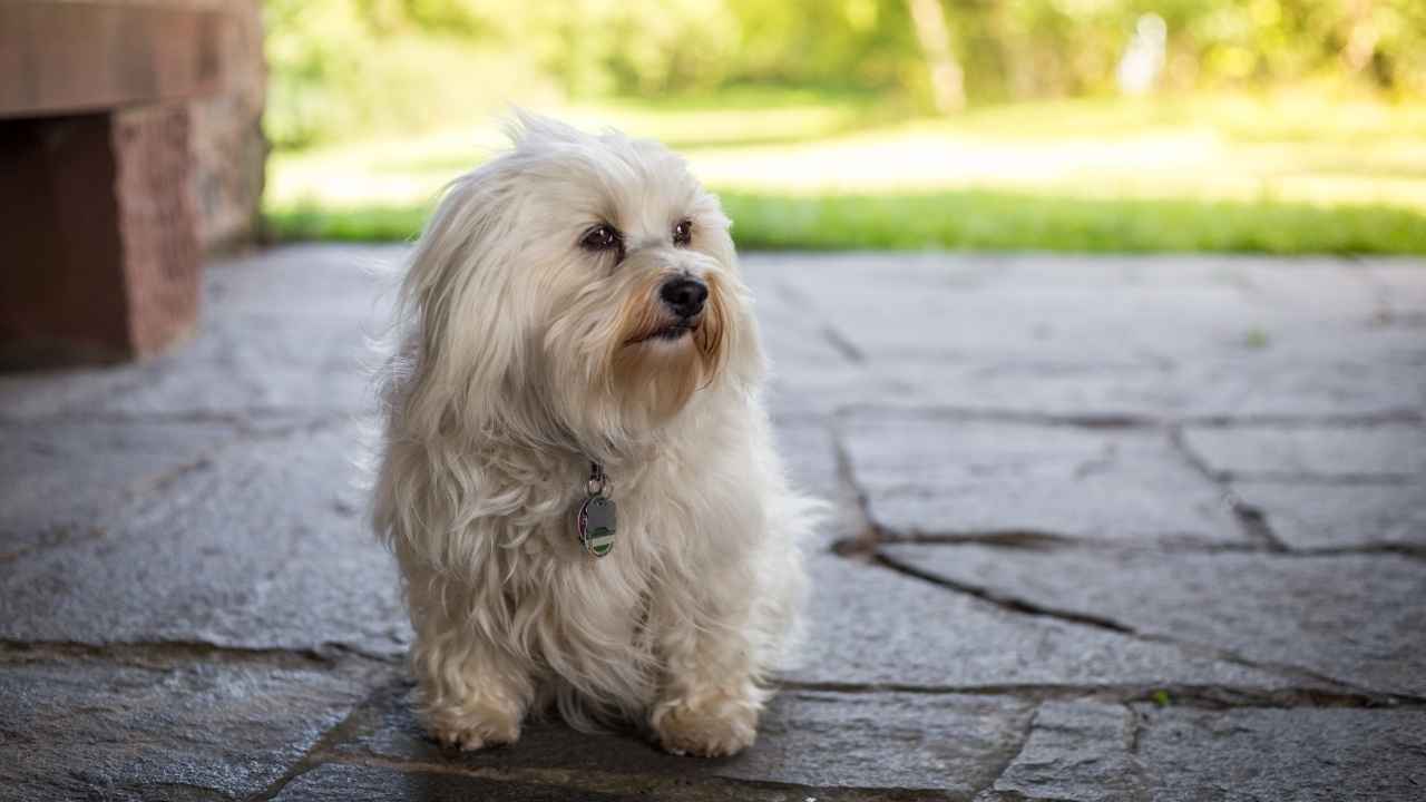 Havanese