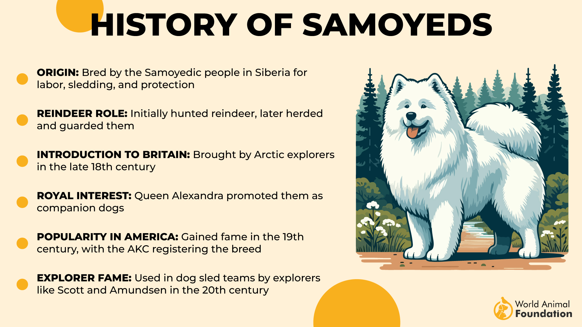 History of Samoyeds-01