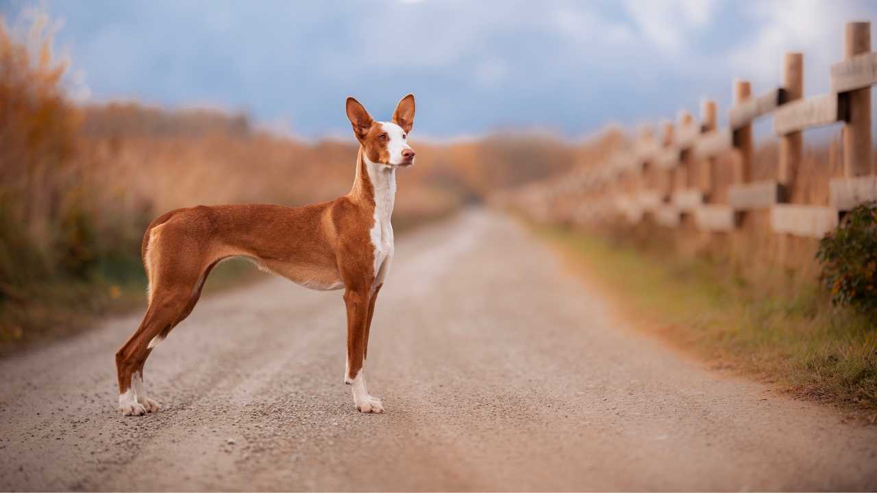 Ibizan Hound