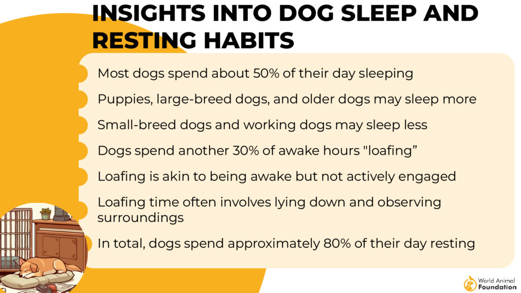 Insights into Dog Sleep and Resting Habits