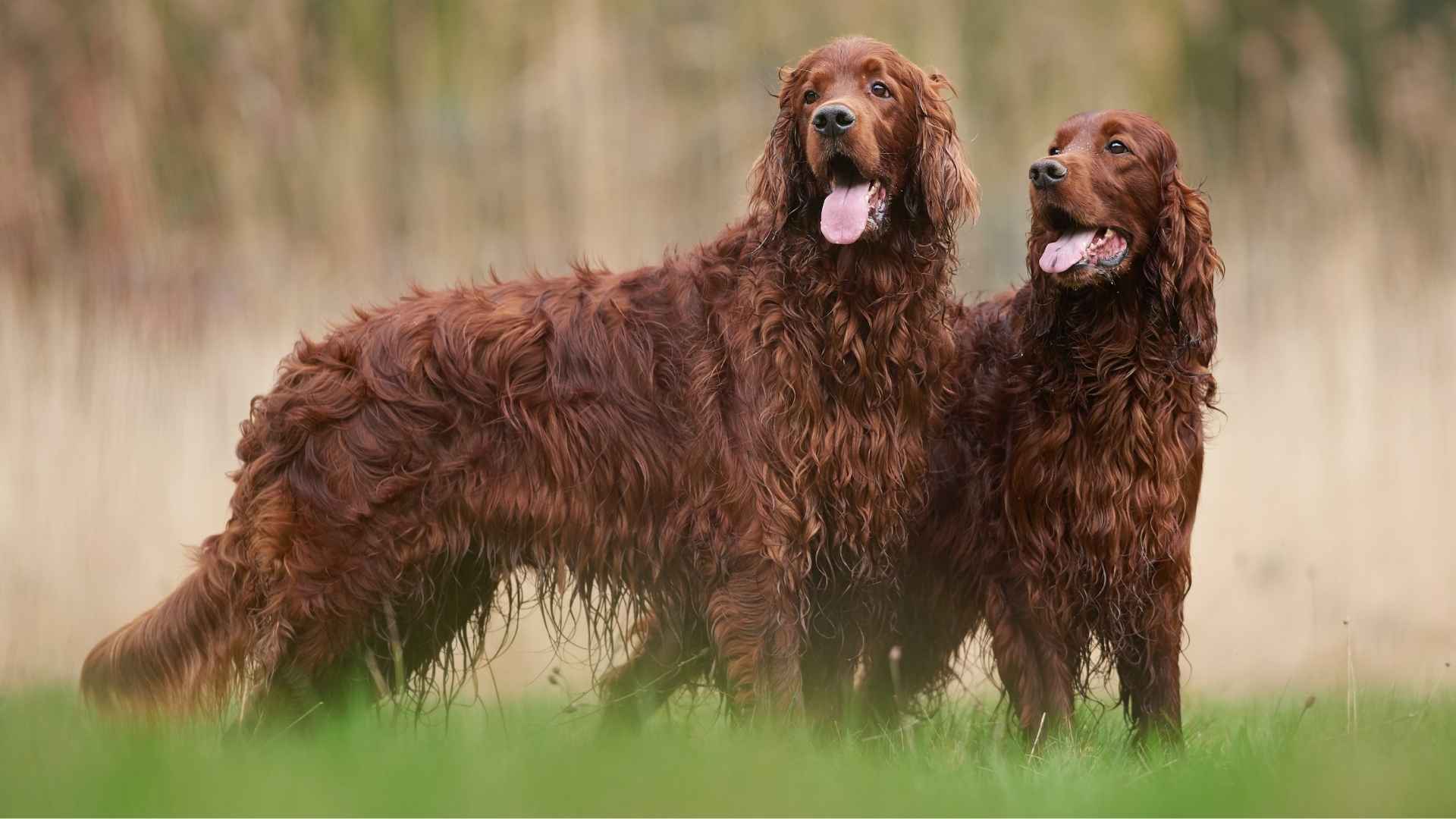 Irish Dog Breeds