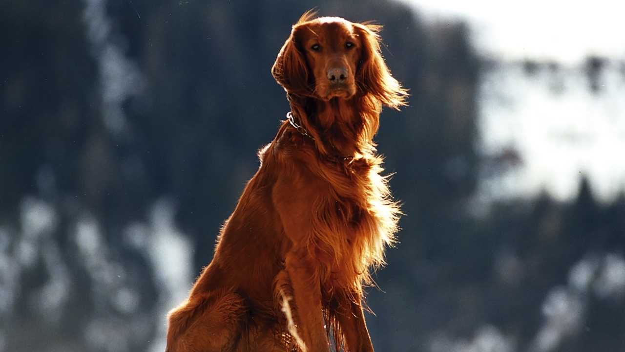 Irish Setter