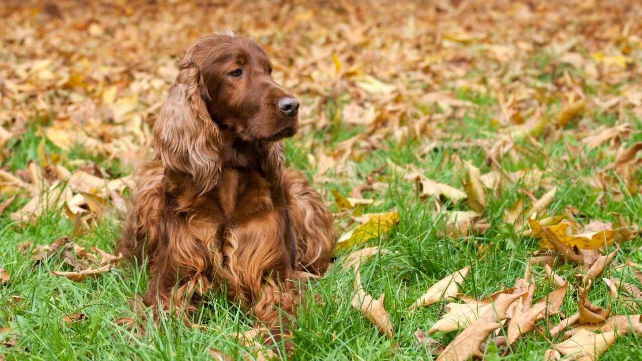 Irish Setter