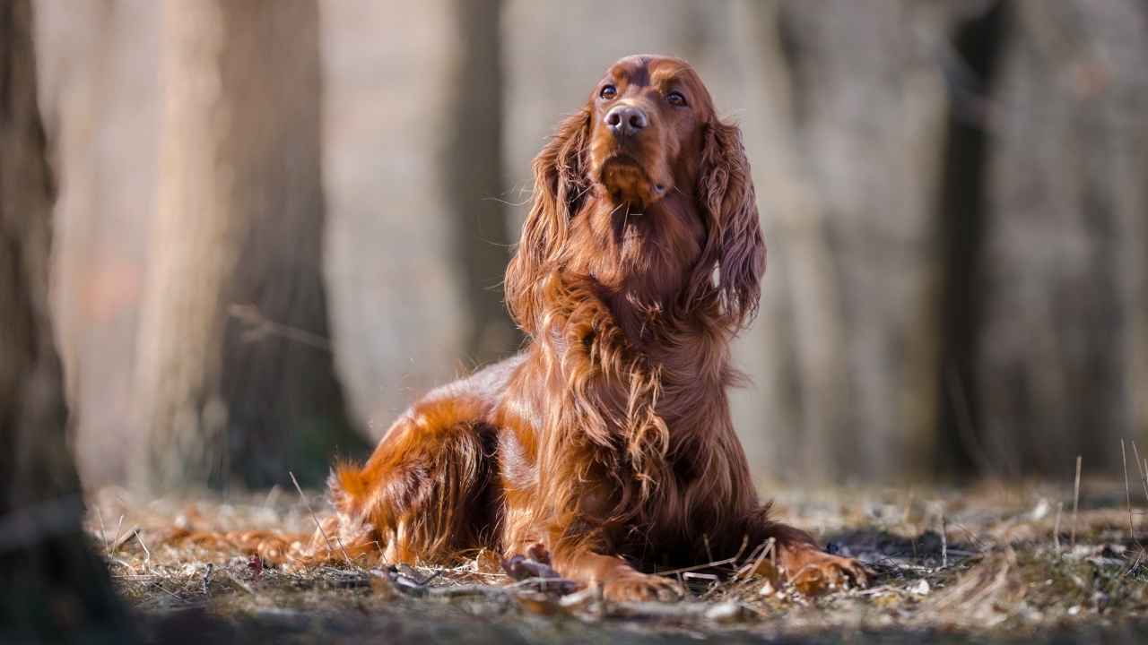 Irish Setter