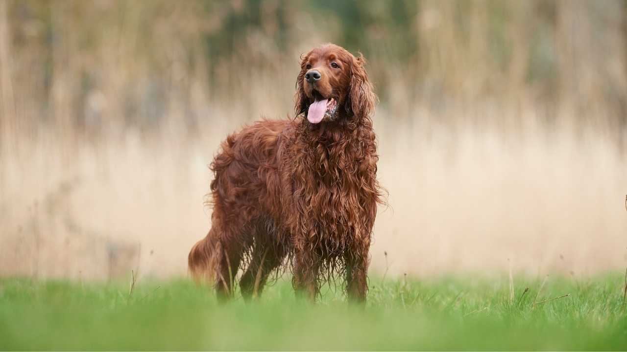 Irish Setter