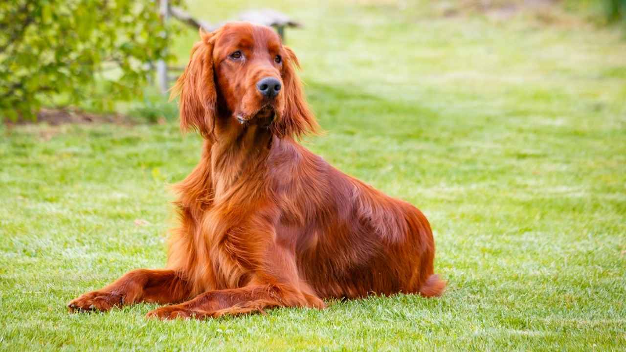 Irish Setter