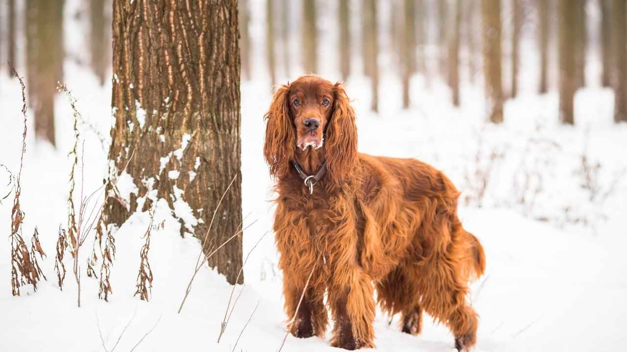 Irish Setter