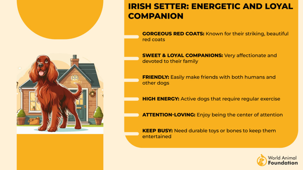 Irish Setter traits