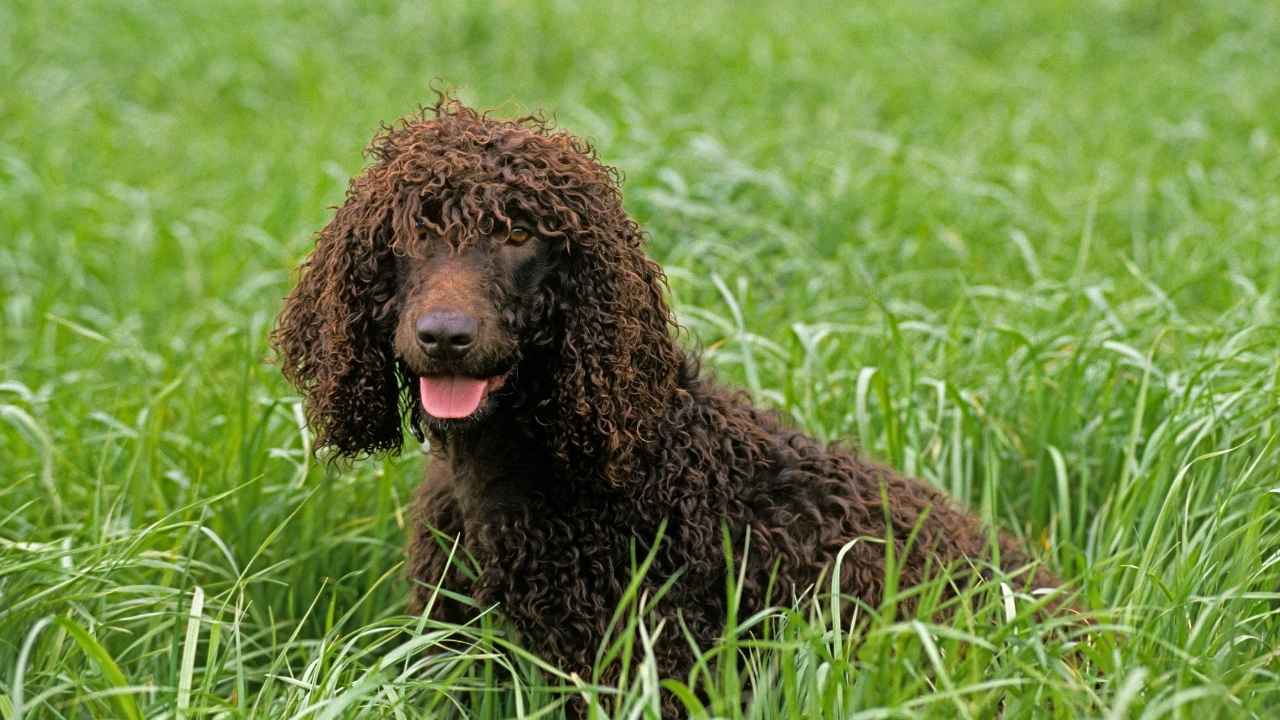 Irish Water Spaniel