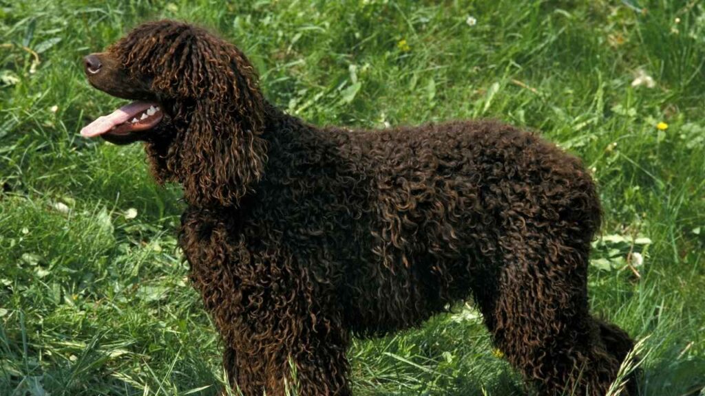 Irish Water Spaniel