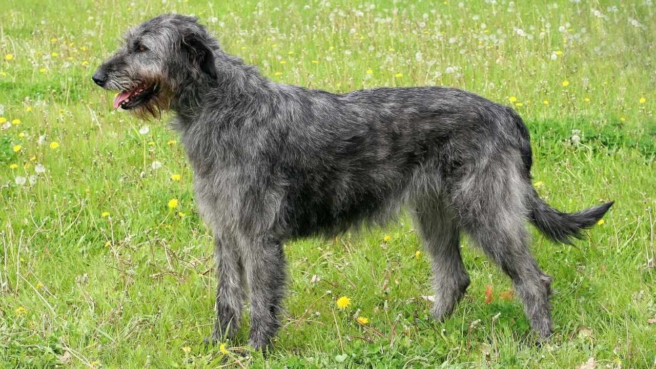 Irish Wolfhound