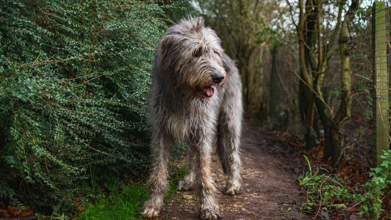 Irish Wolfhound