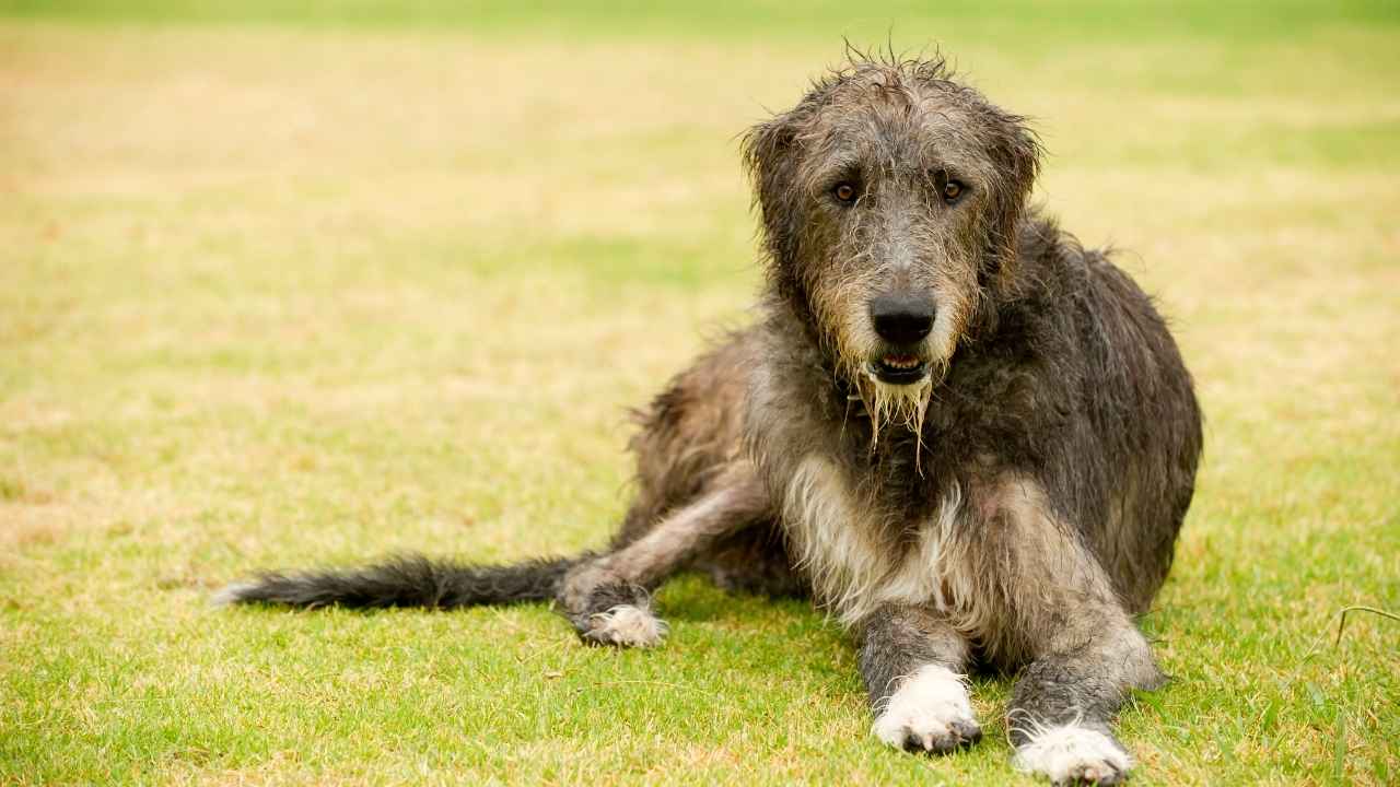 Irish Wolfhound