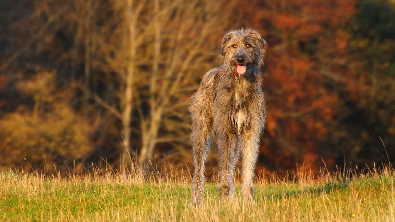 Irish Wolfhound