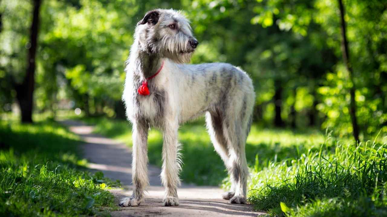 Irish Wolfhound