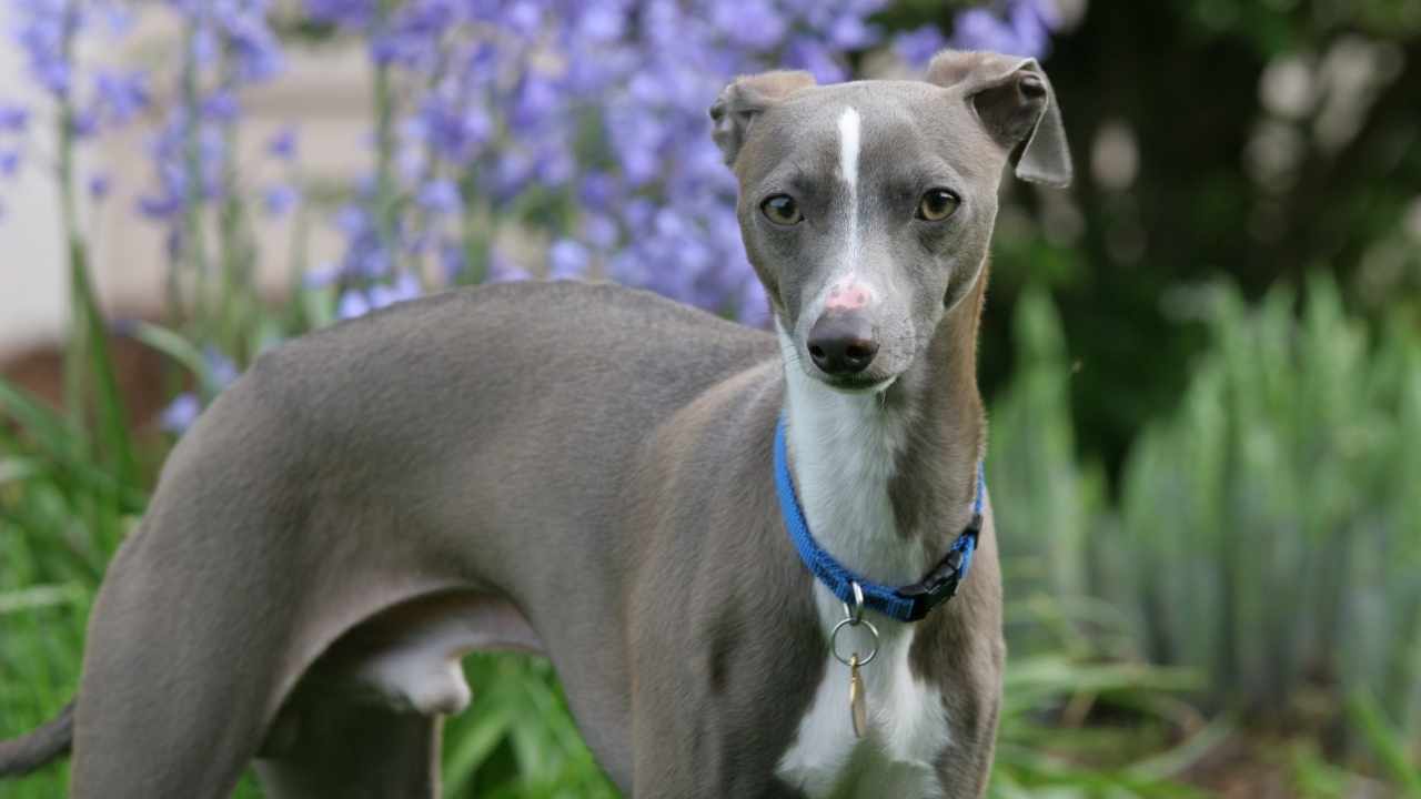 Italian Greyhound