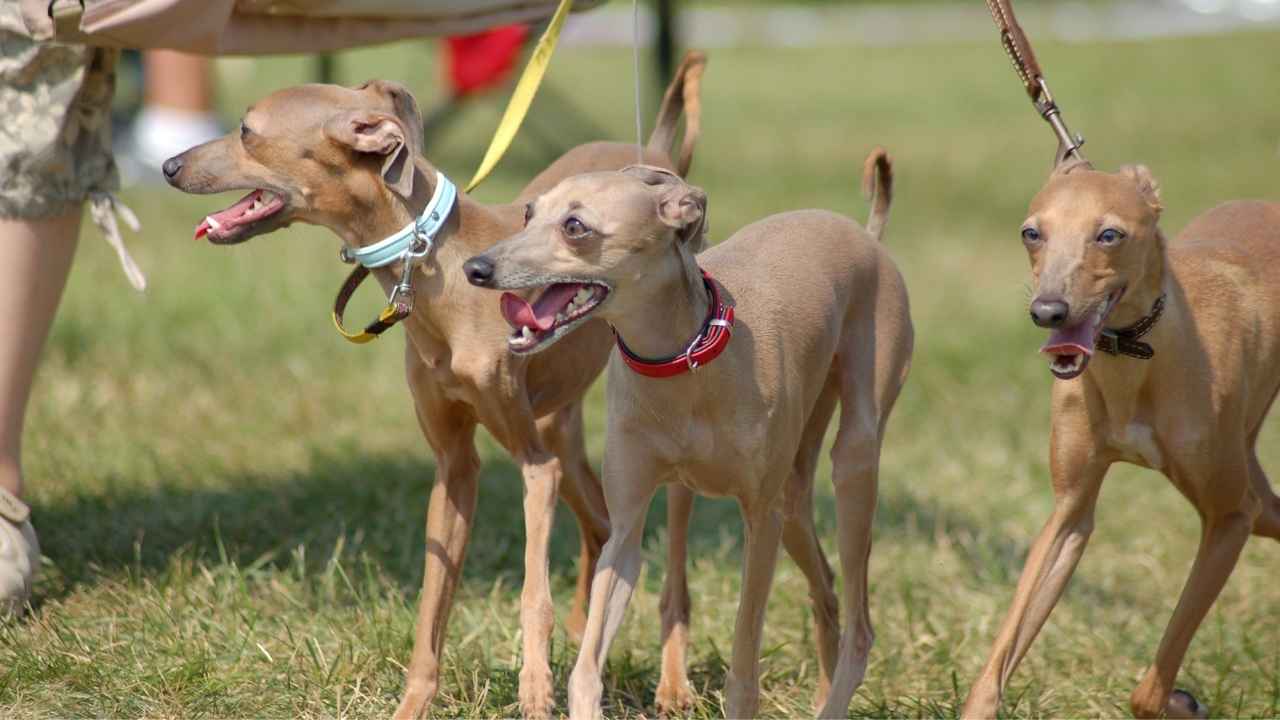 Italian Greyhound