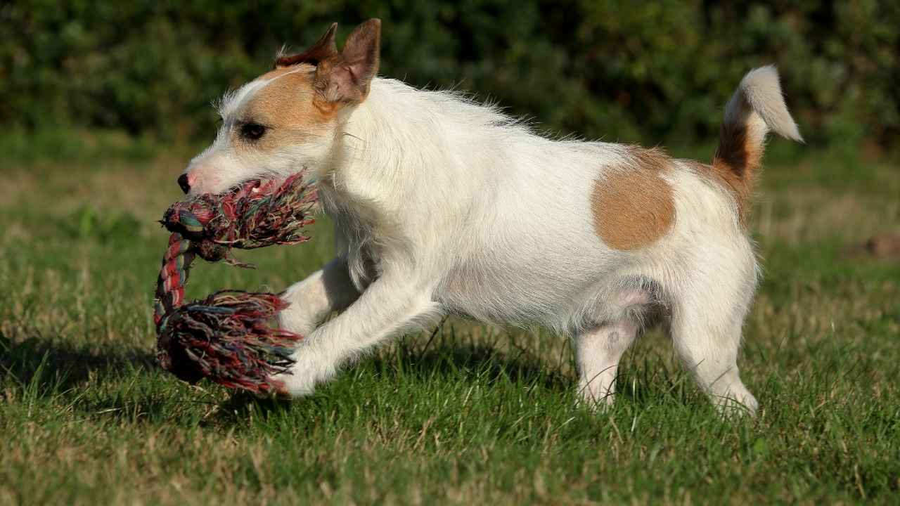 Jack Russell Terrier