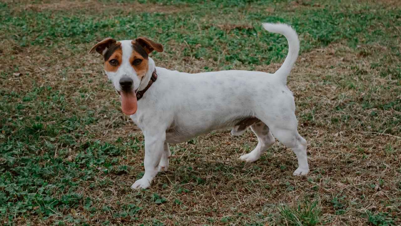 Jack Russell Terrier