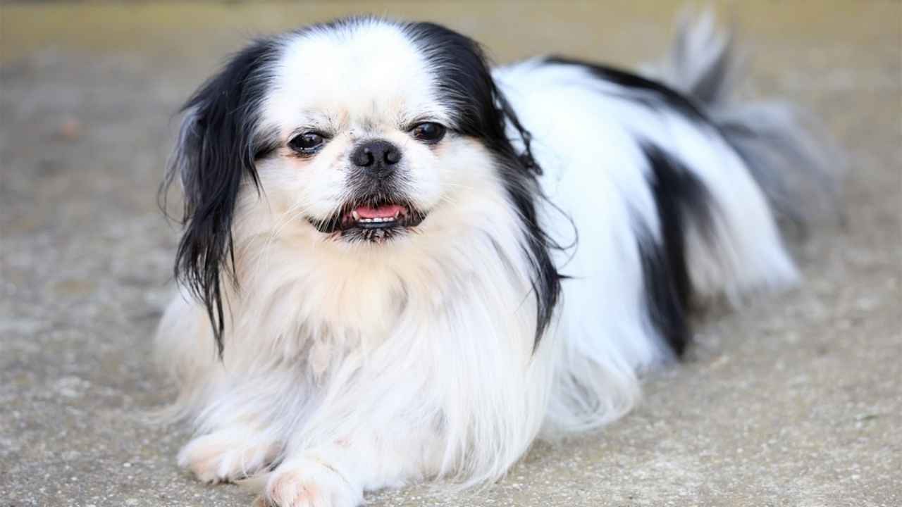 Japanese Chin