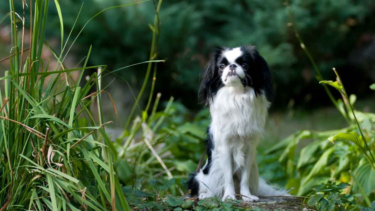 Japanese Chin