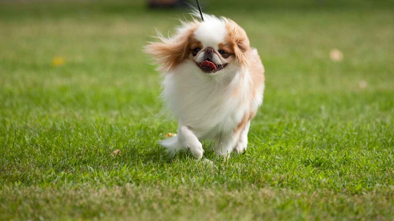 Japanese Chin