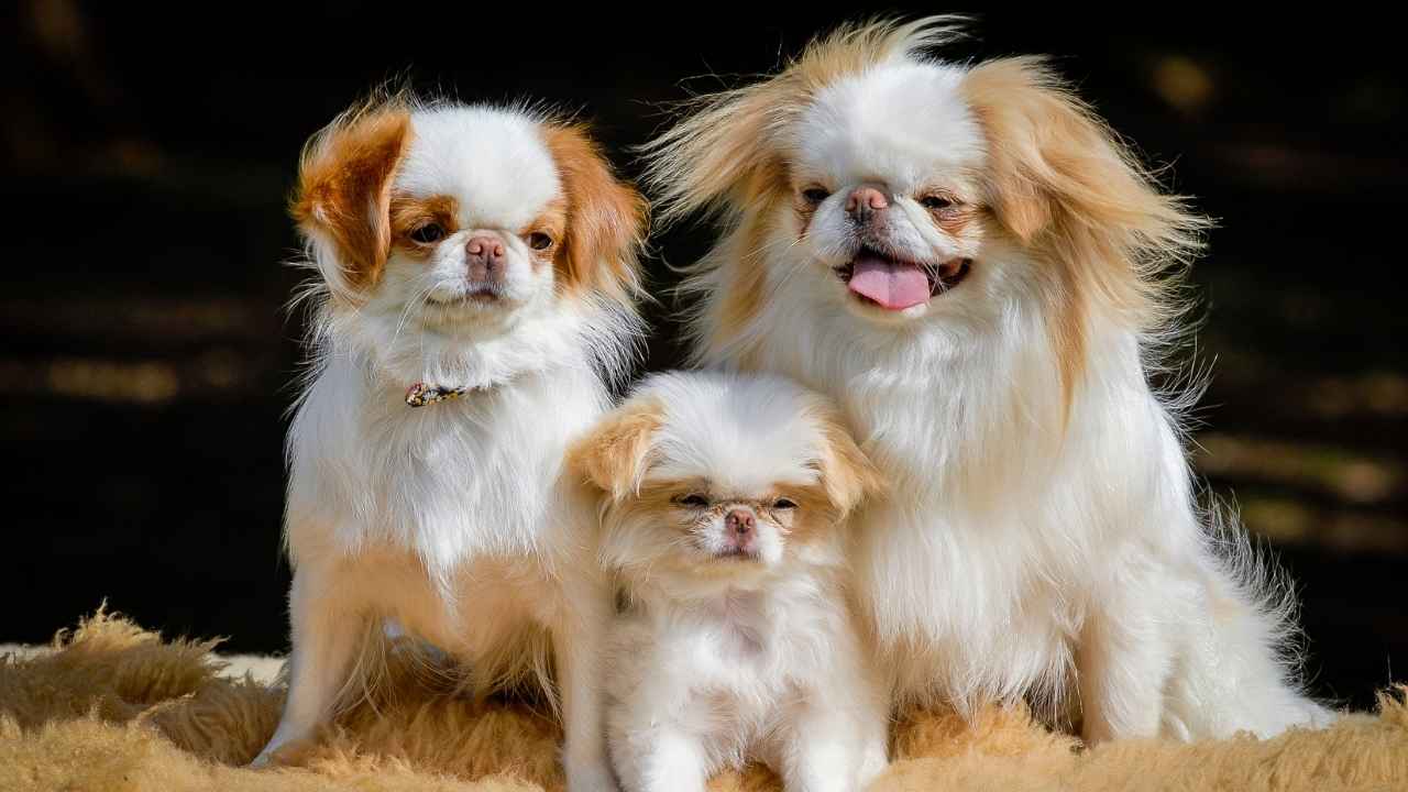 Japanese Chin