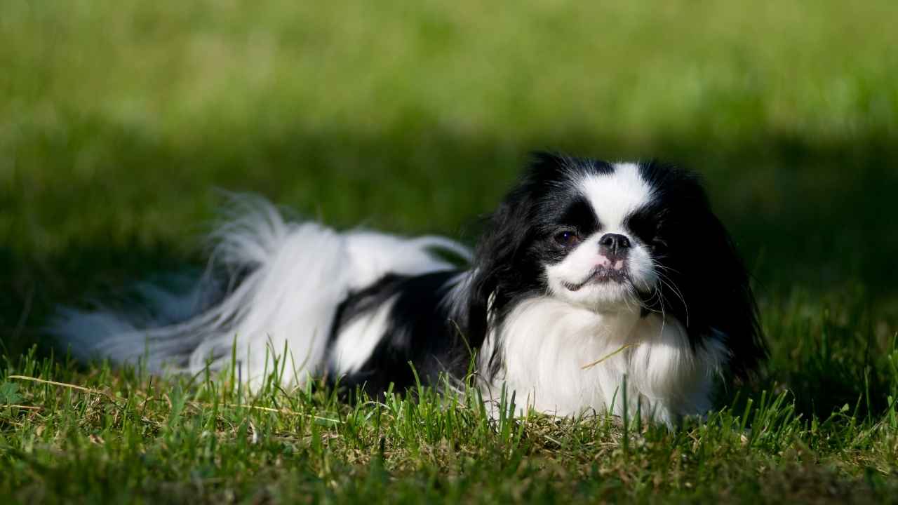 Japanese Chin