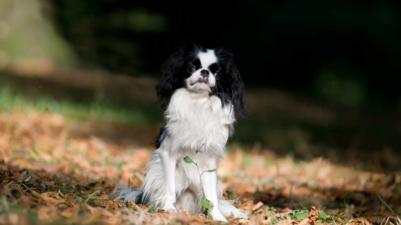 Japanese Chin