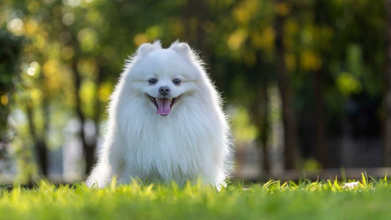 Japanese Spitz