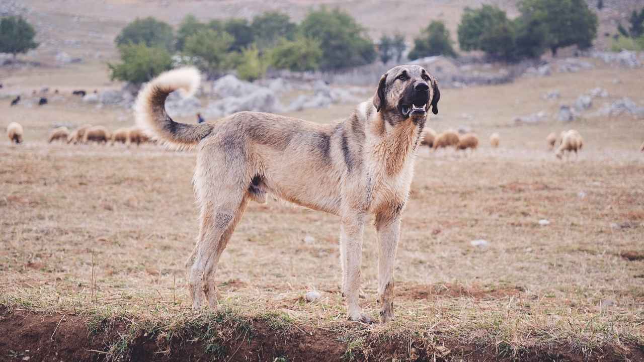 Kangal 10