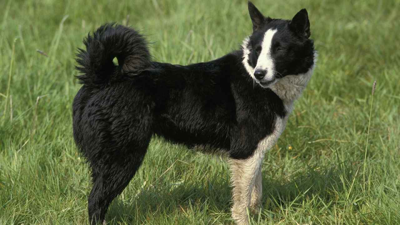 Karelian Bear Dog