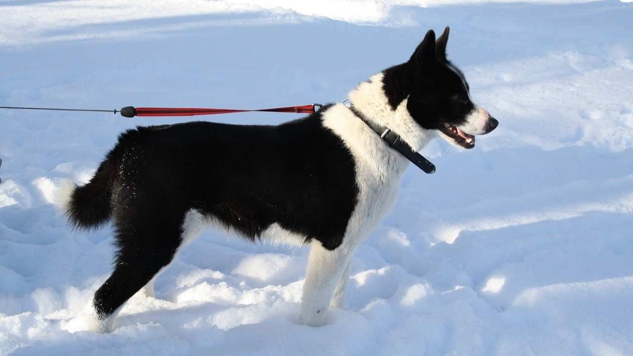 Karelian Bear Dog