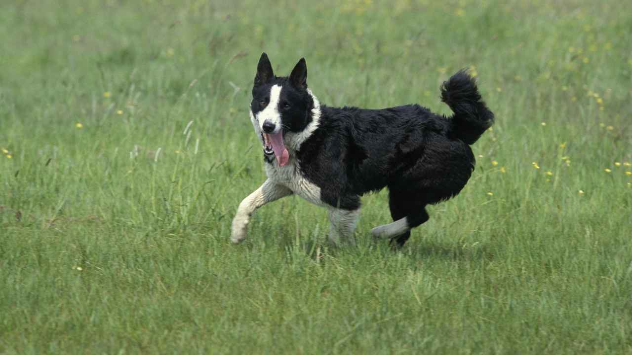 Karelian Bear Dog