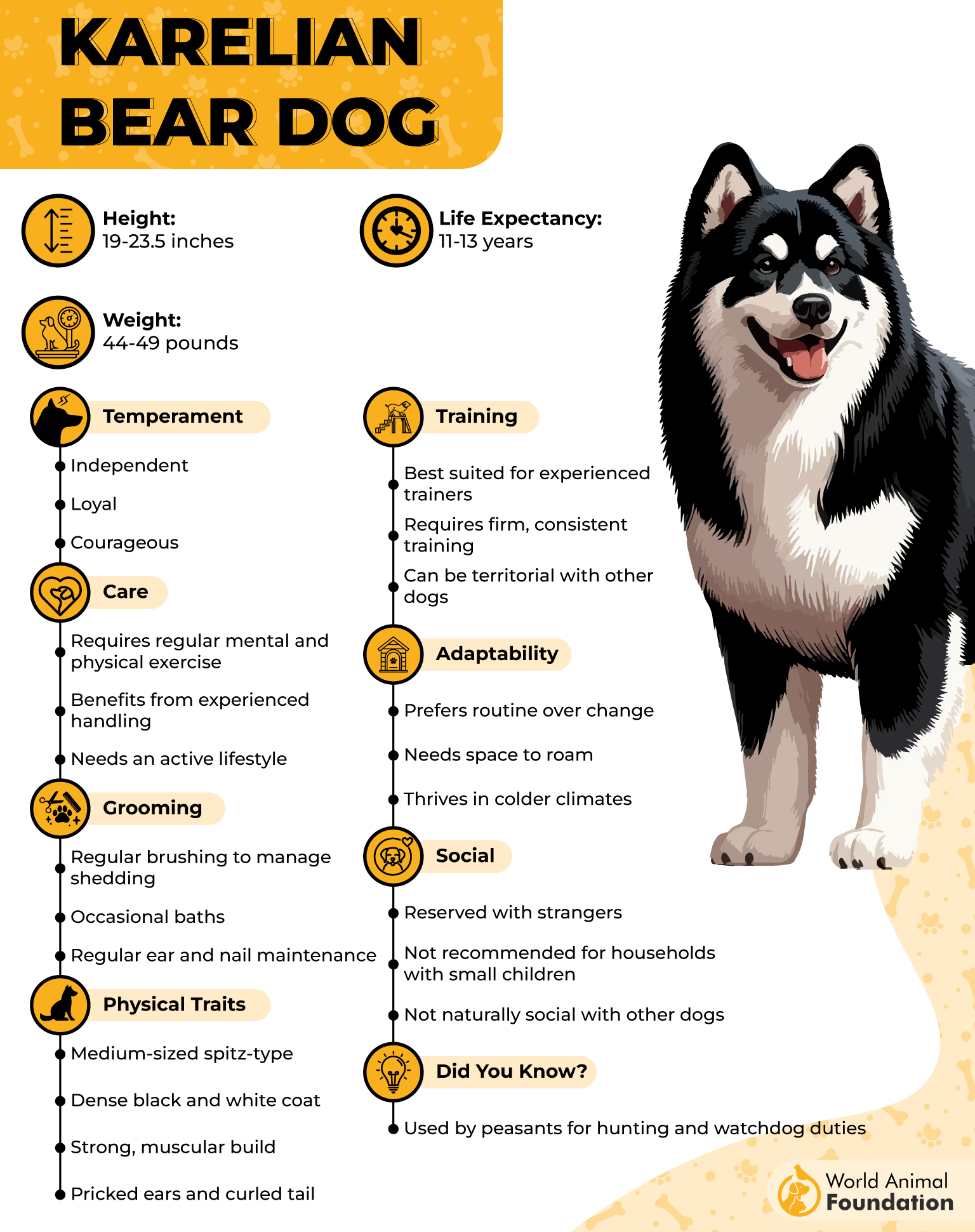 Karelian Bear Dog Profile