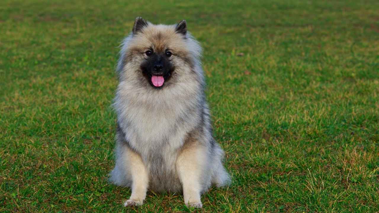 Keeshond