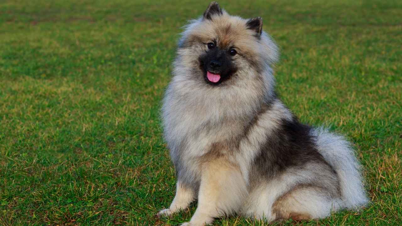 Keeshond