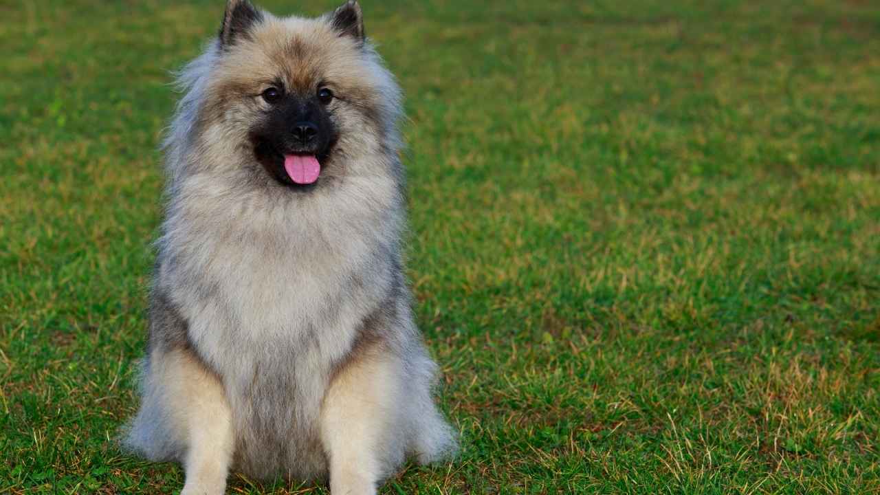 Keeshond