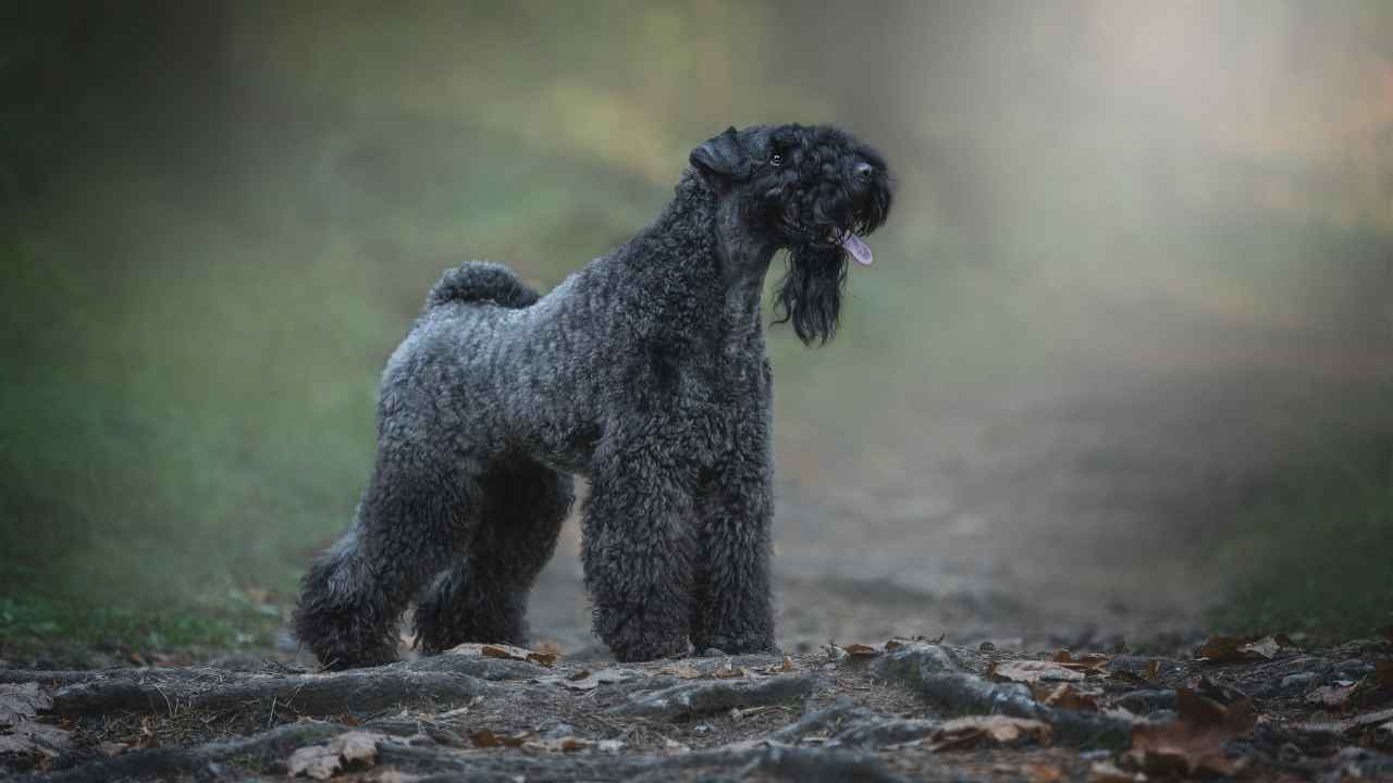 Kerry Blue Terrier